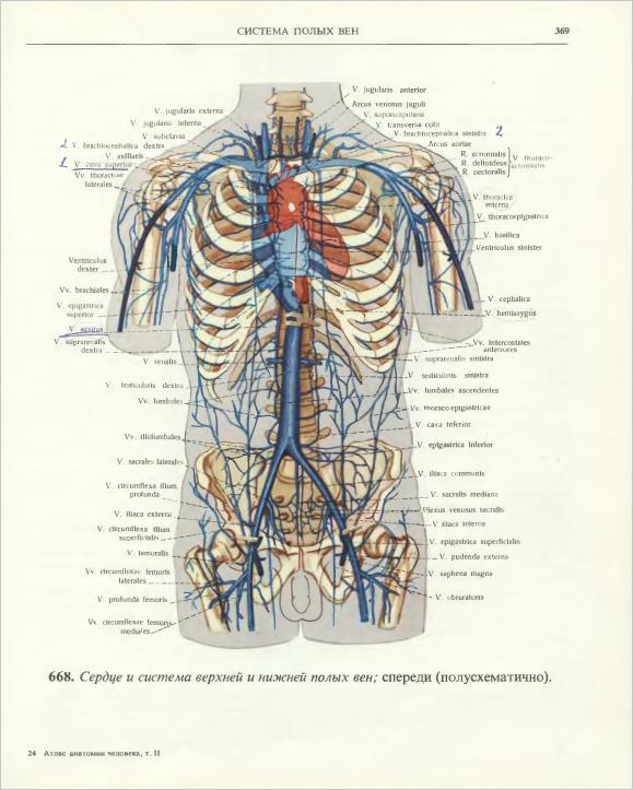 Полых системе. Нижняя полая Вена анатомия Синельников. Верхняя полая Вена анатомия. Система верхней полой вены анатомия. Вены грудной полости анатомия схема.